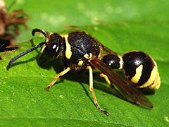 Potter Wasp